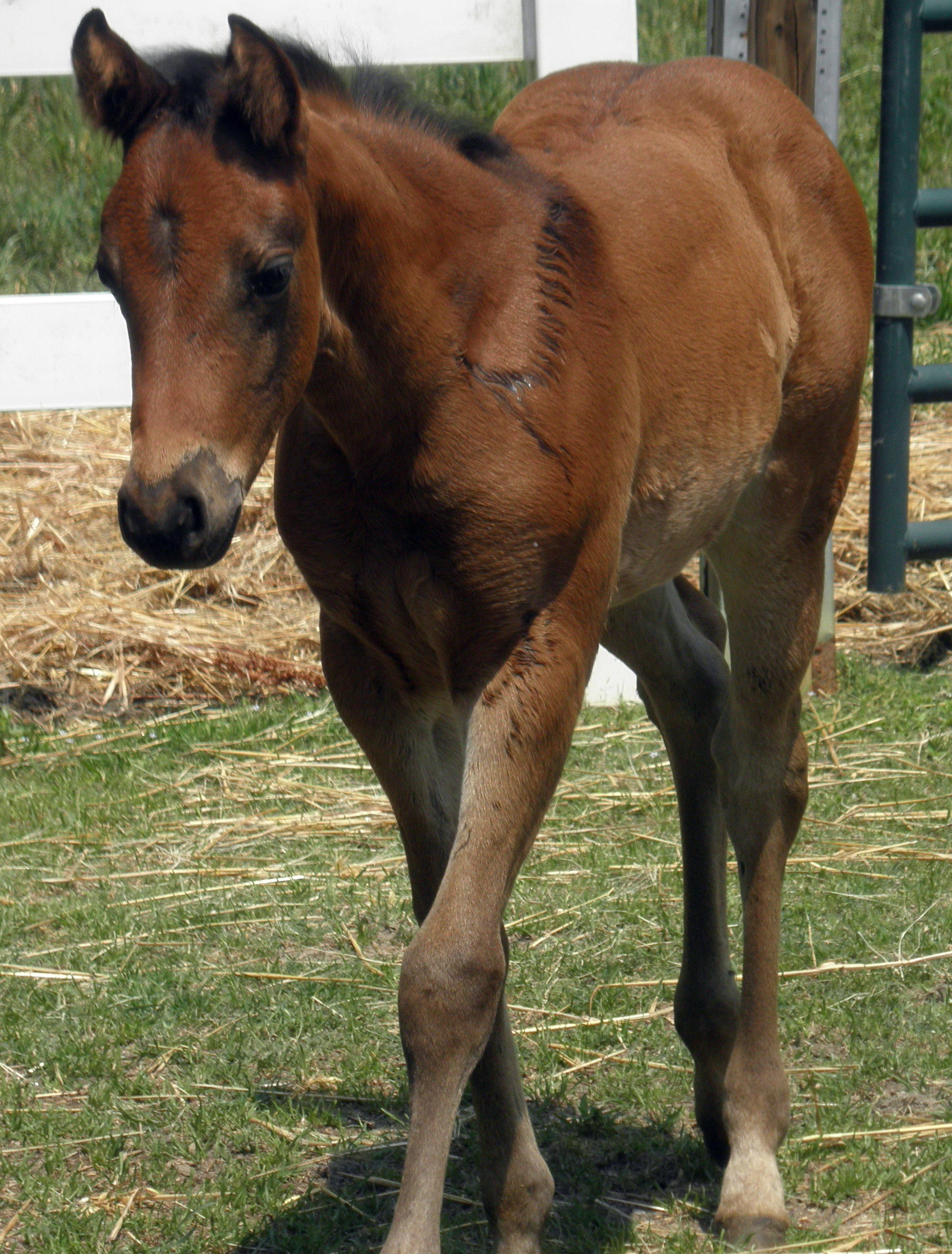 Margo Foals